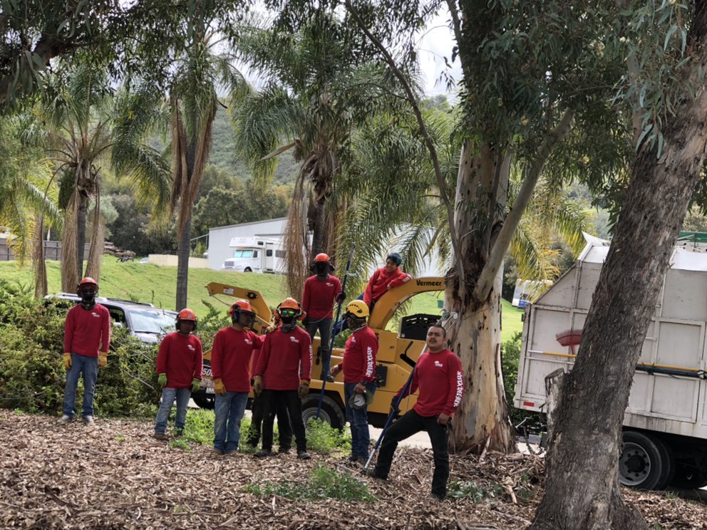 Tree Service in Bonsall