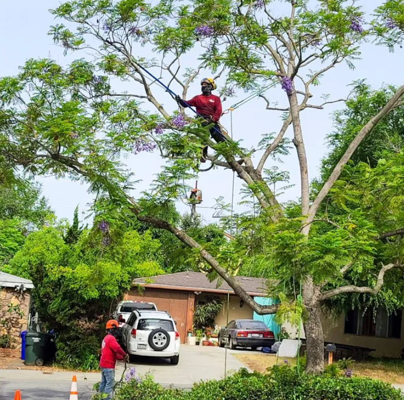 Residential & Commercial Tree Service
