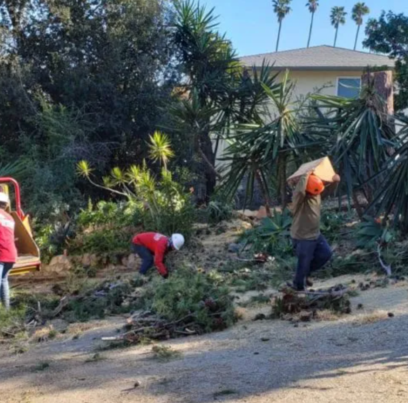 Get Expert Tree Care