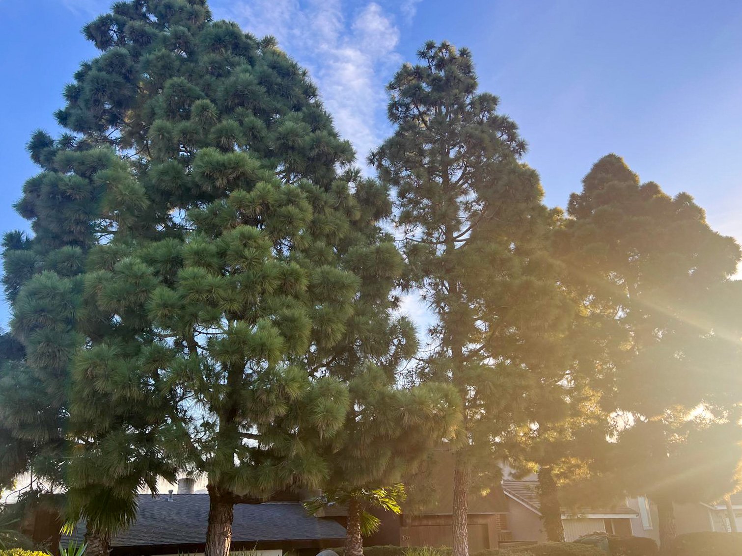 Tree Trimming