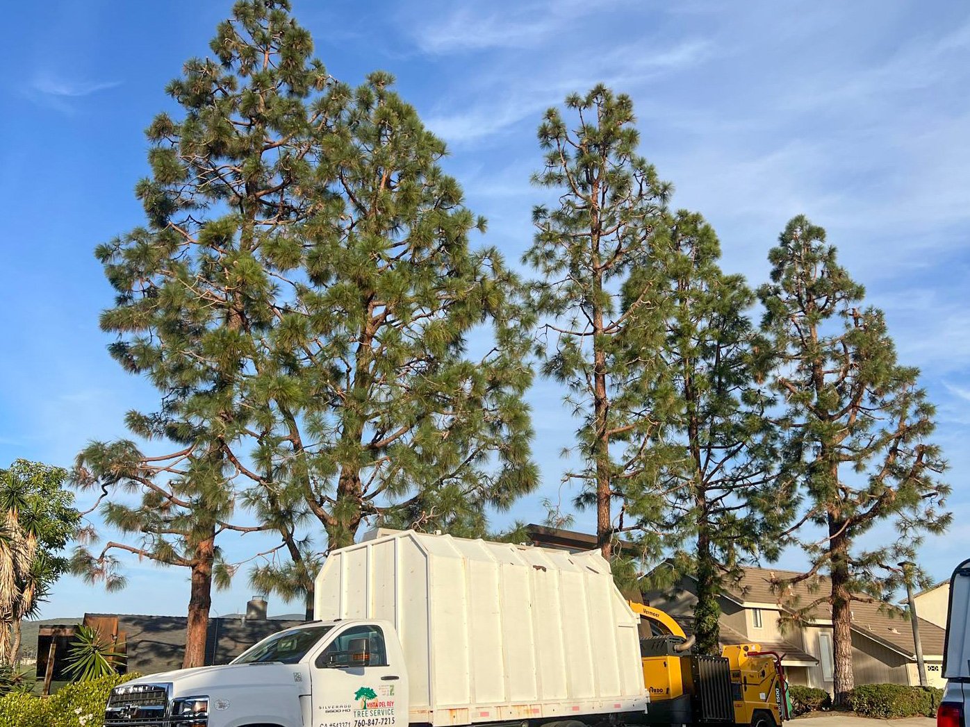 Tree Trimming